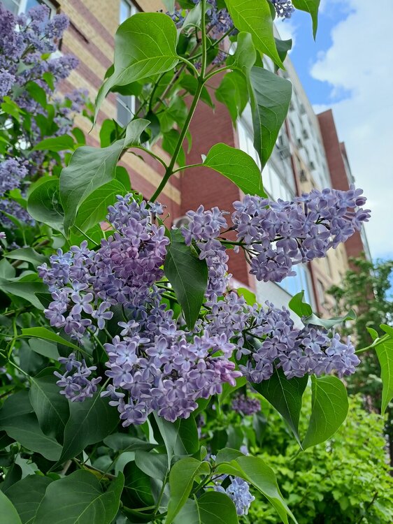 IMG20250522162726.jpg