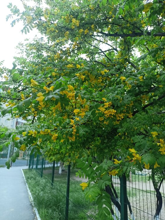 IMG20250526201554.jpg