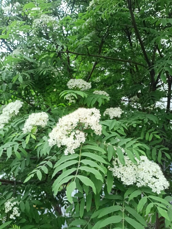 IMG20250526202114.jpg