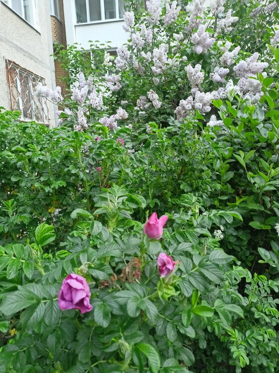 IMG20250526202220.jpg