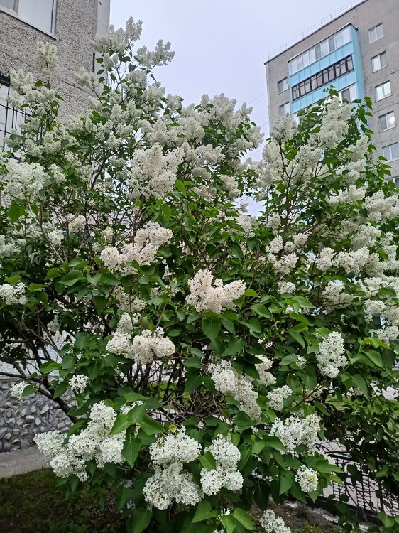IMG20250526203116.jpg