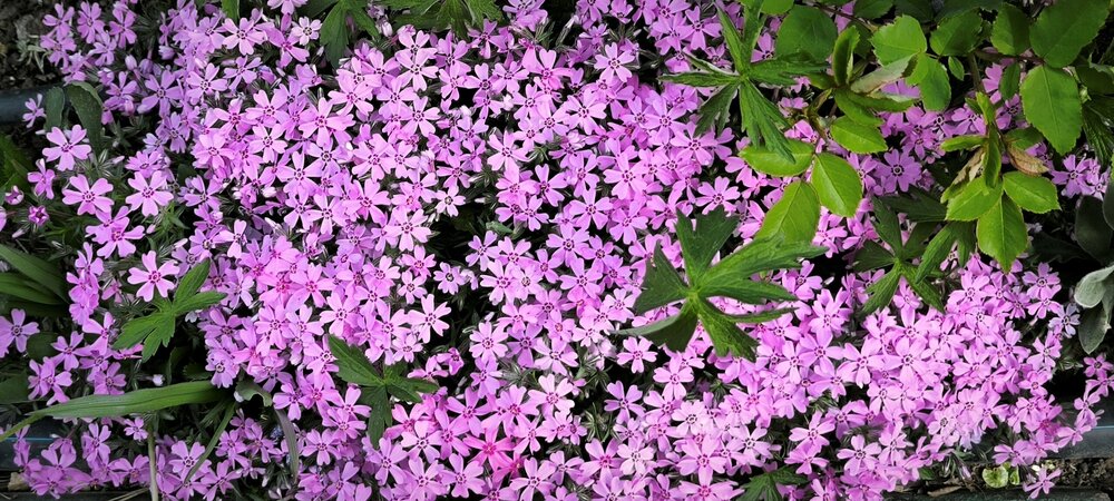 IMG_20250422_093357.jpg
