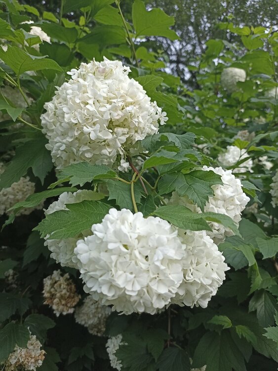 IMG_20250530_180420.jpg