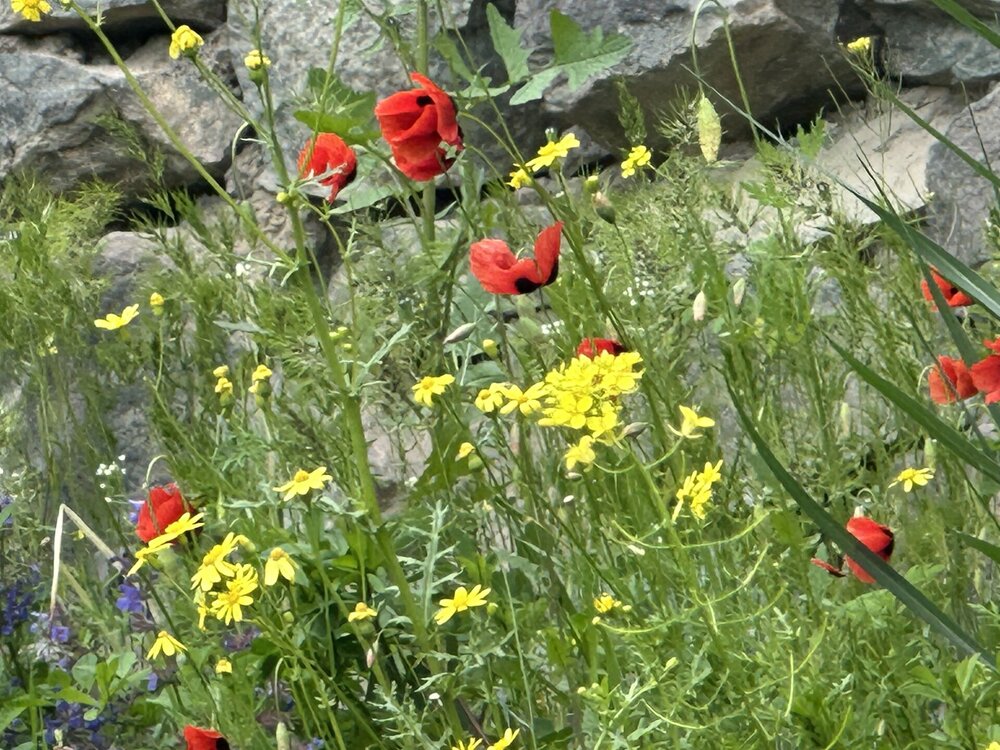 IMG_3538.jpeg