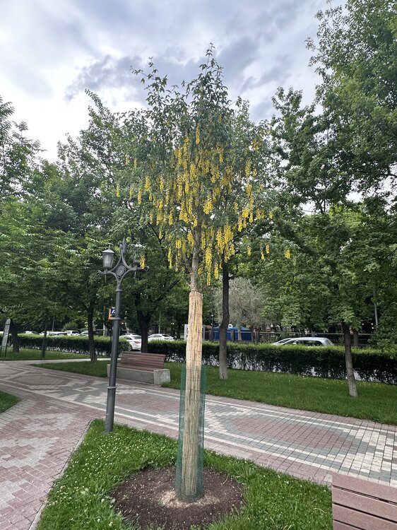 IMG_3871.jpeg