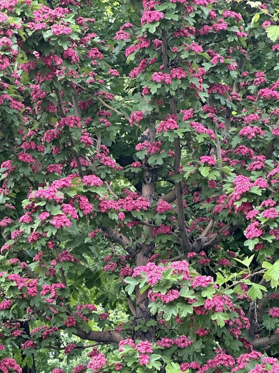 IMG_3872.jpeg