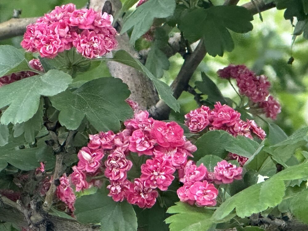 IMG_3873.jpeg