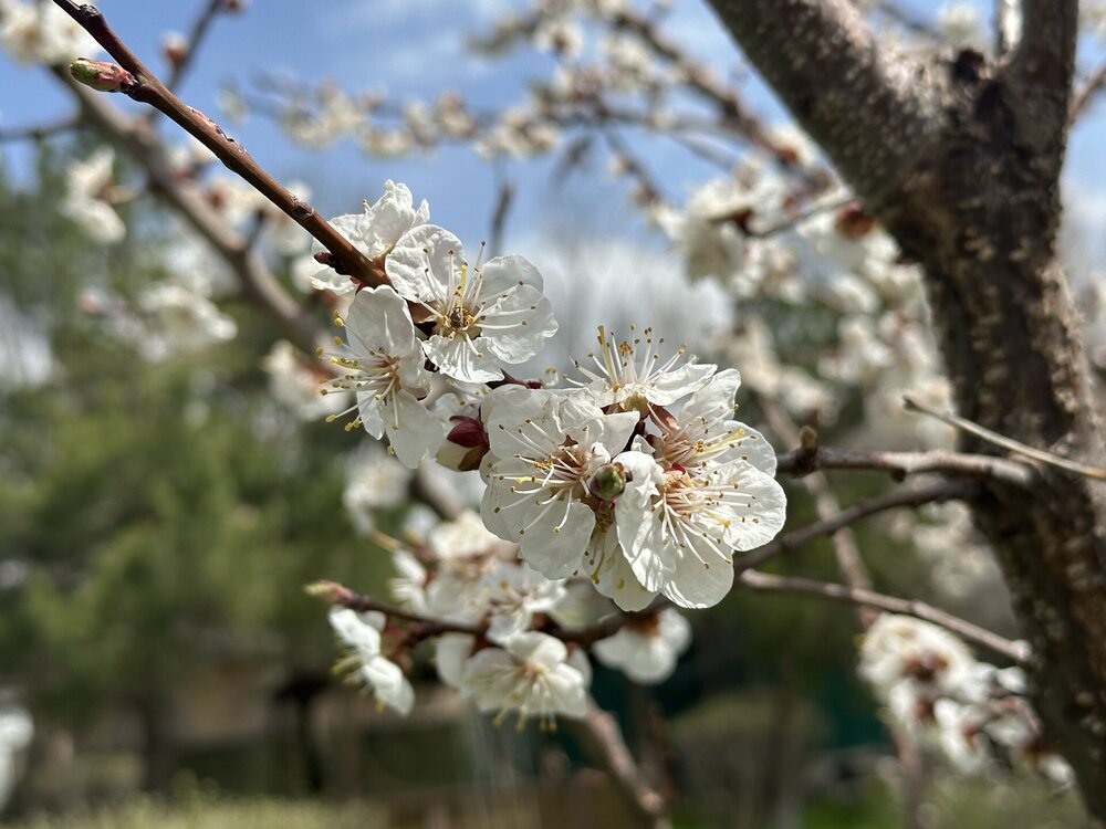 IMG_4428.jpeg