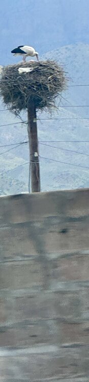 IMG_4534.jpeg