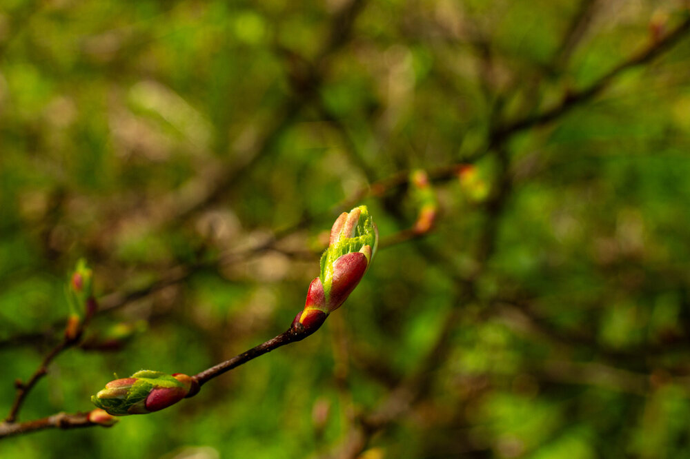 IMG_7378.jpg
