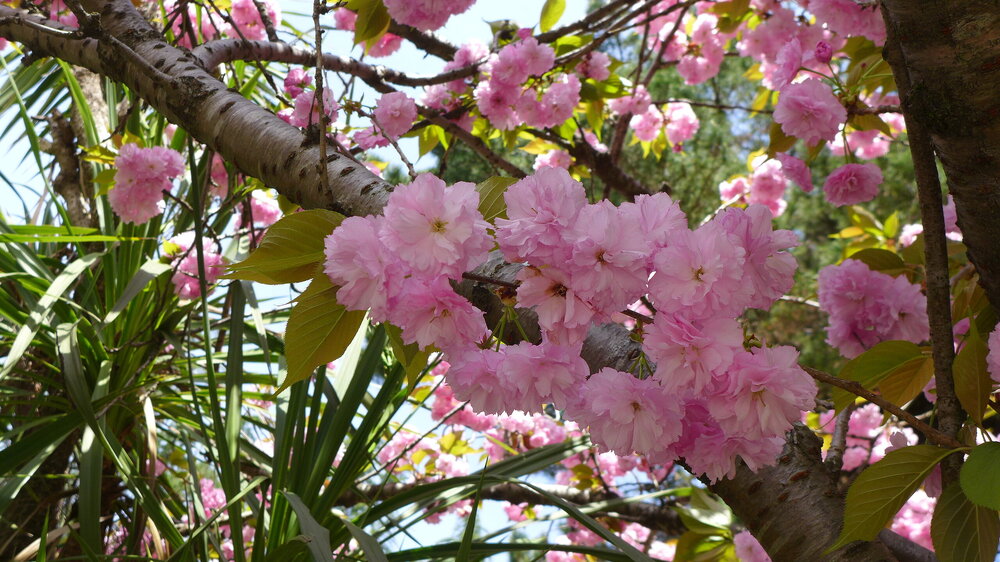 P1540845.JPG