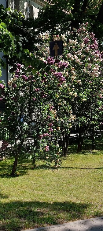 20250527_105644.jpg