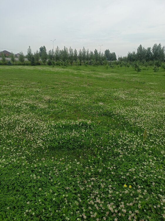 IMG20250621160048.jpg
