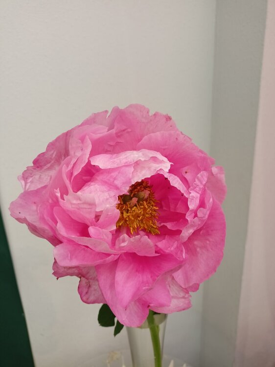 IMG20250629144808.jpg