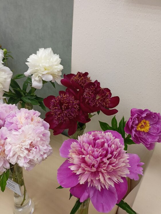 IMG20250629144947.jpg