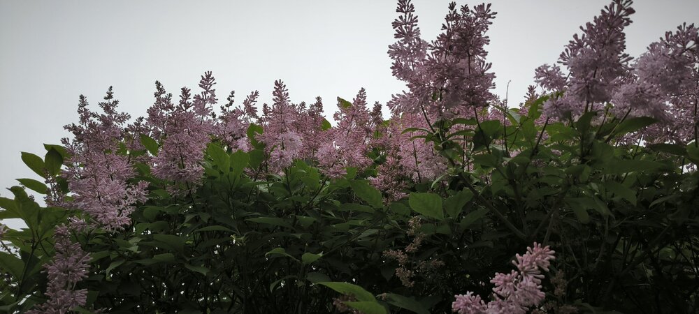IMG_20250624_153418.jpg