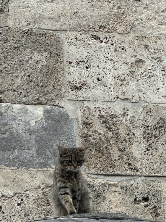 IMG_5280.jpeg