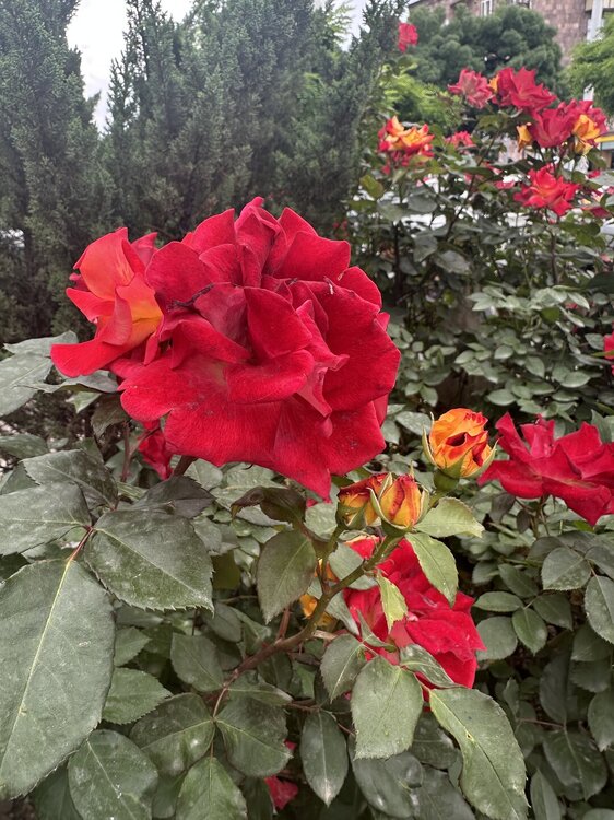 IMG_6002.jpeg