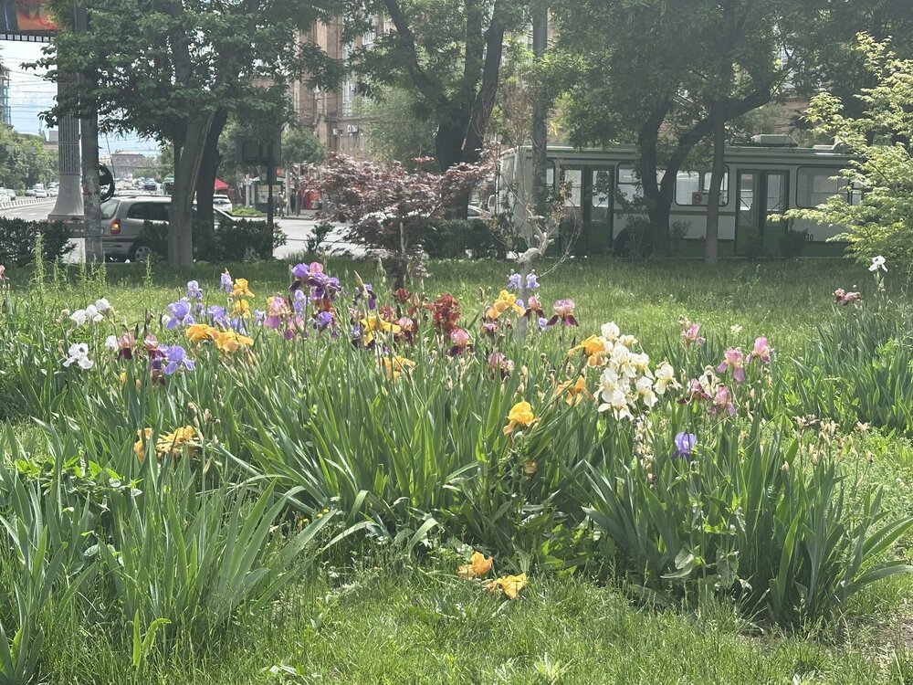 IMG_6008.jpeg
