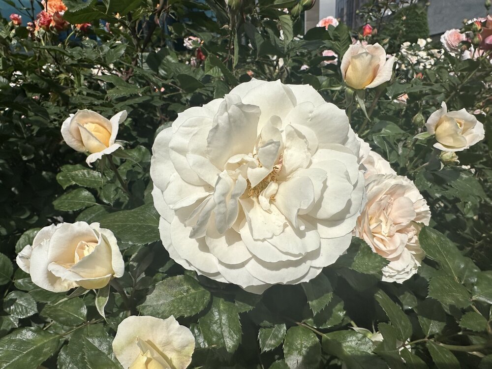 IMG_6019.jpeg
