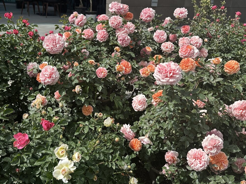 IMG_6037.jpeg