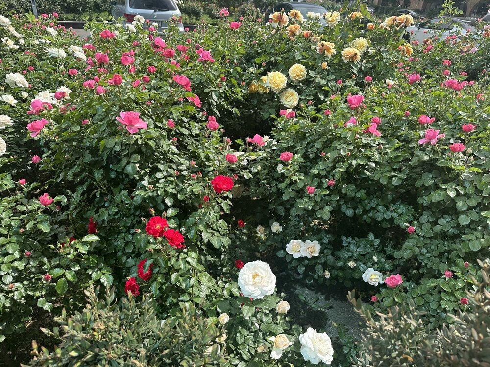 IMG_6042.jpeg