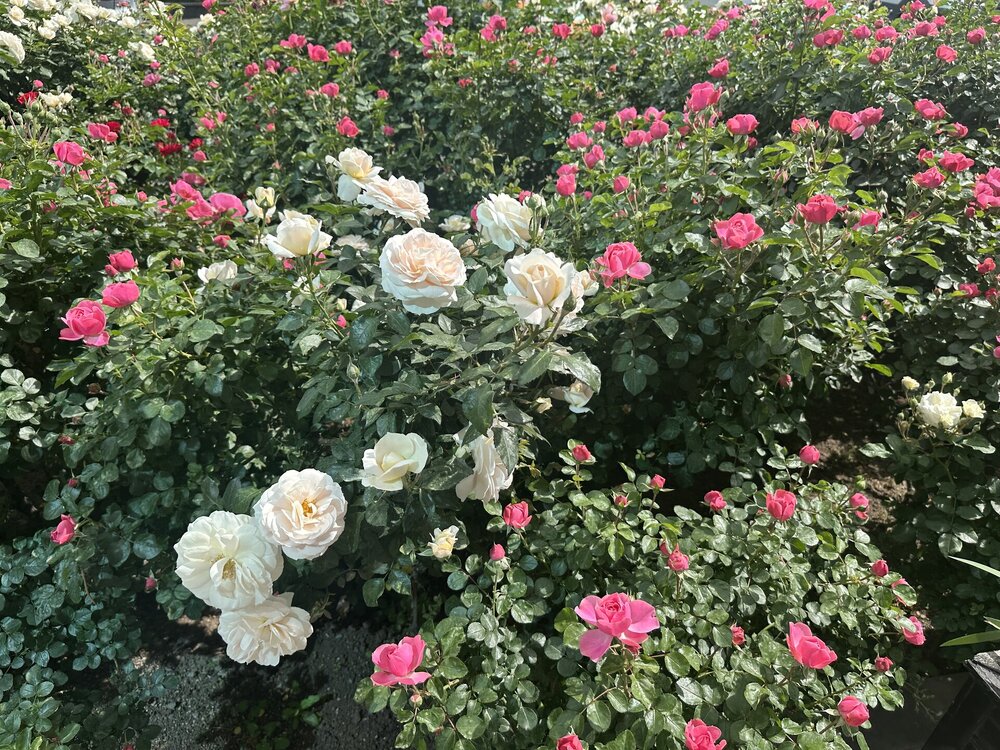 IMG_6043.jpeg