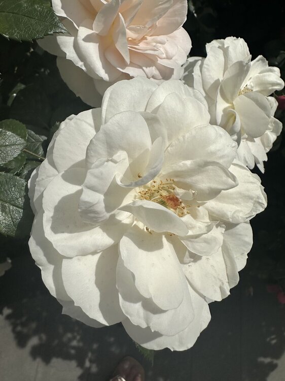 IMG_6045.jpeg