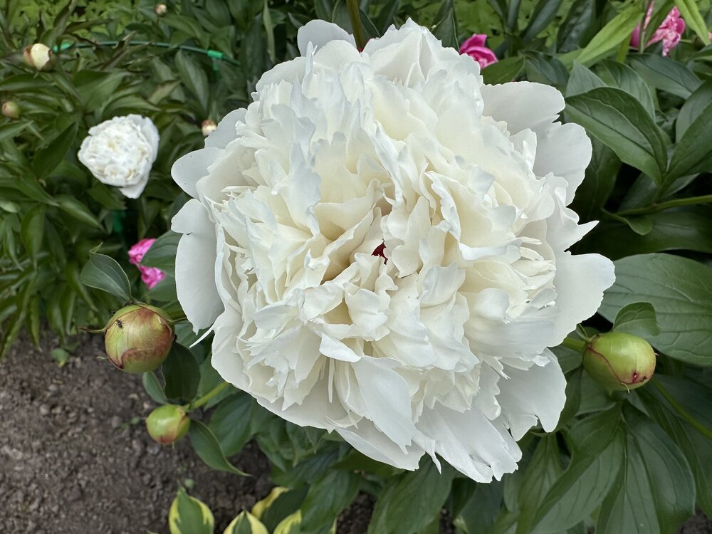 IMG_6728.jpeg
