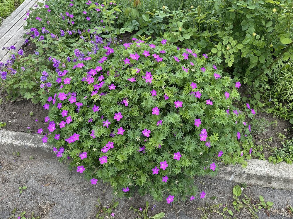 IMG_6741.jpeg