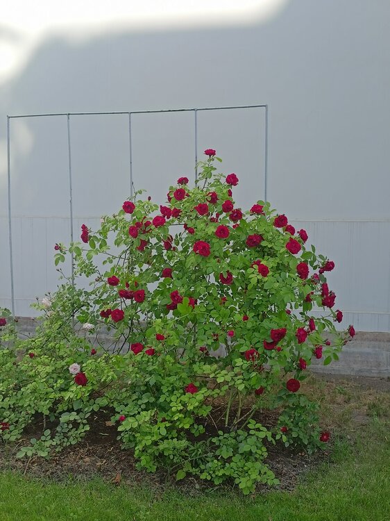 IMG20250703172401.jpg