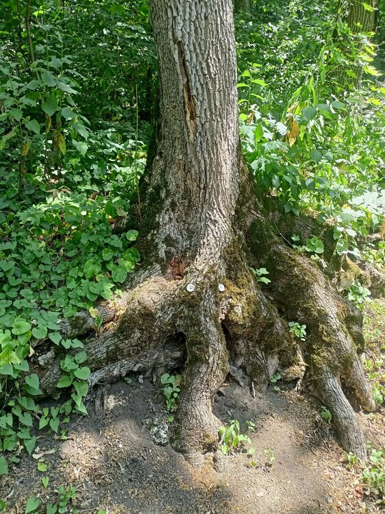 IMG20250717122757.jpg