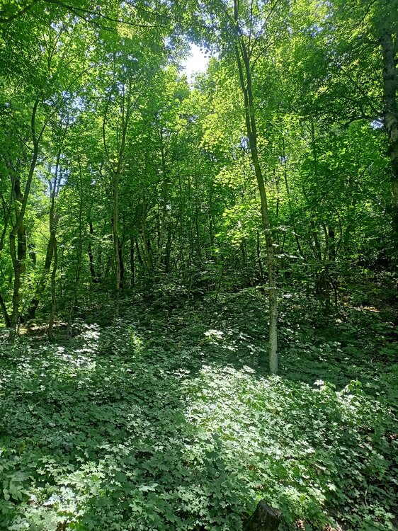 IMG20250717123414.jpg