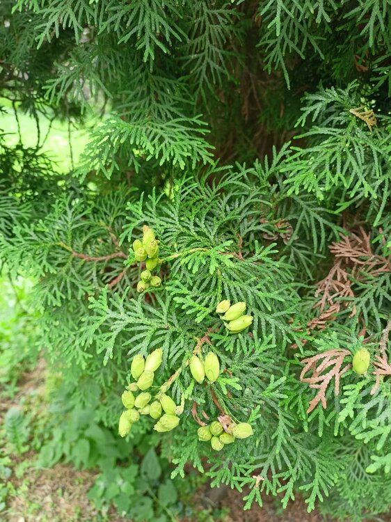 IMG20250721114627.jpg