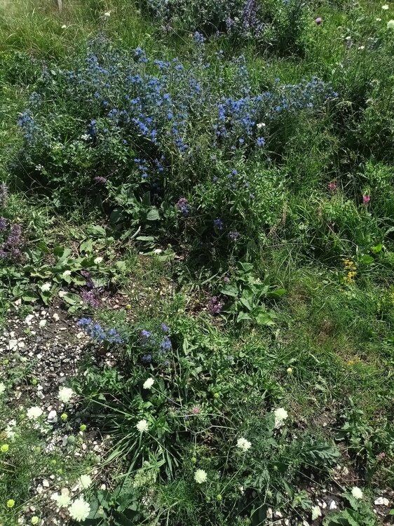 IMG20250722144101_01.jpg
