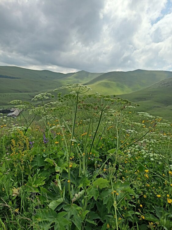 IMG20250722150622.jpg