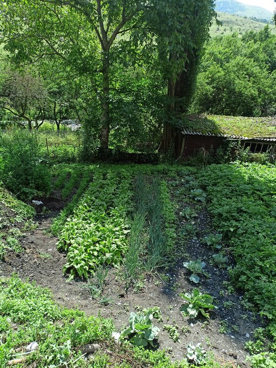 IMG20250723110122.jpg