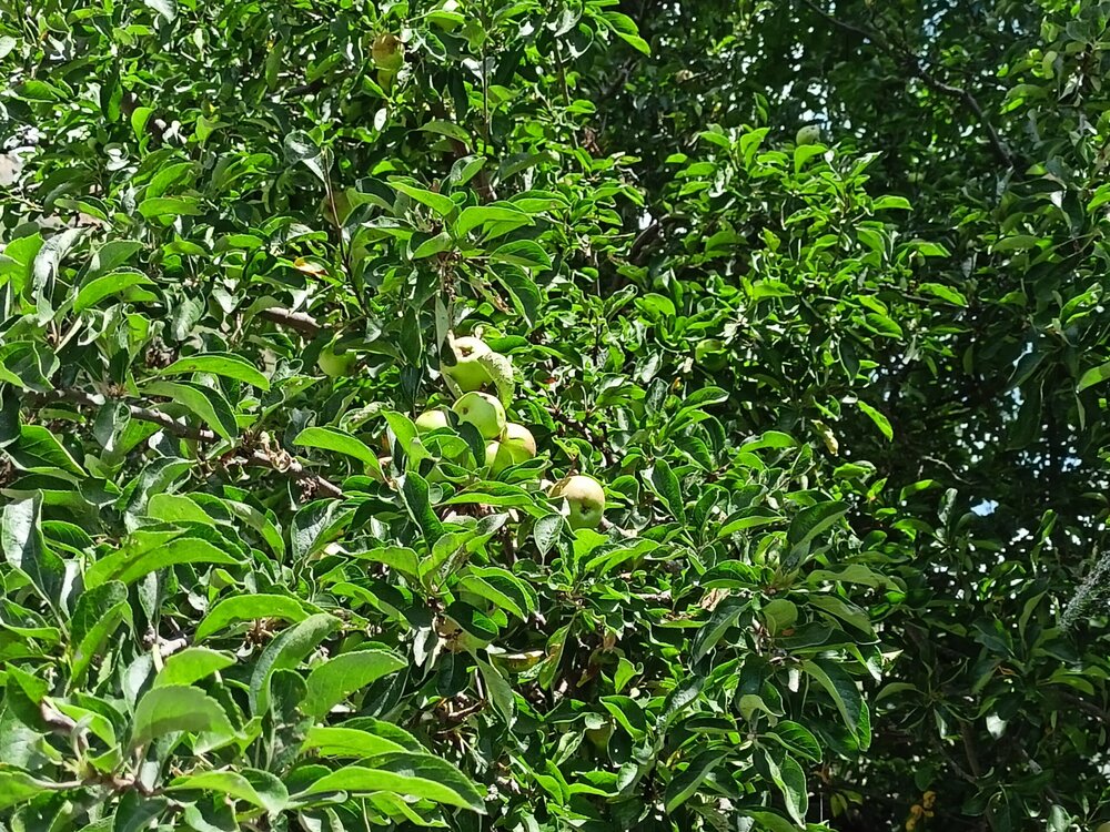 IMG20250723110328.jpg