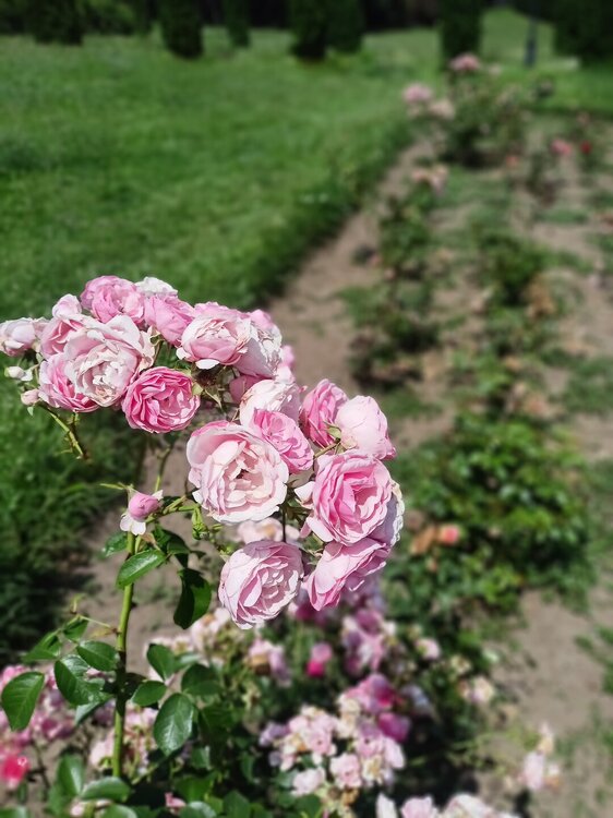 IMG20250724125608.jpg