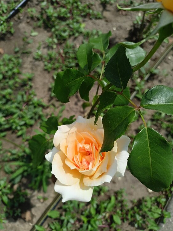 IMG20250724132632.jpg