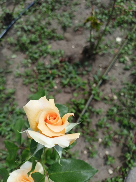 IMG20250724132636.jpg