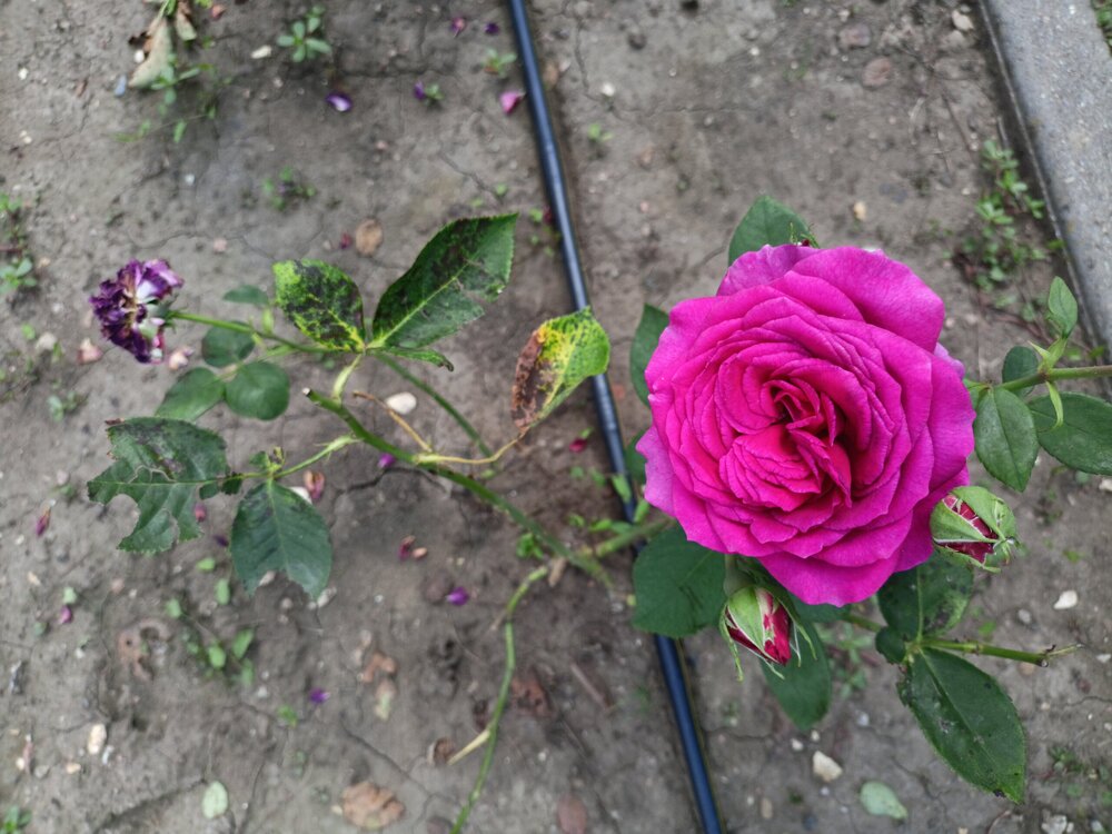 IMG20250724132750.jpg