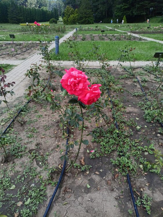 IMG20250724132928.jpg