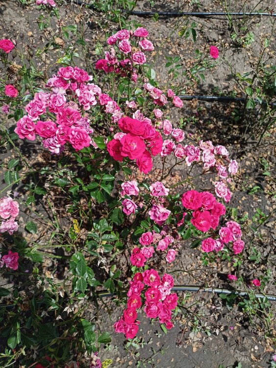IMG20250724133004.jpg