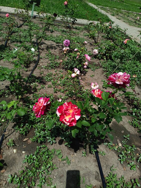 IMG20250724133106.jpg