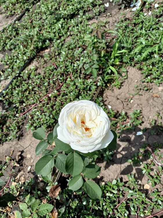 IMG20250724133538.jpg