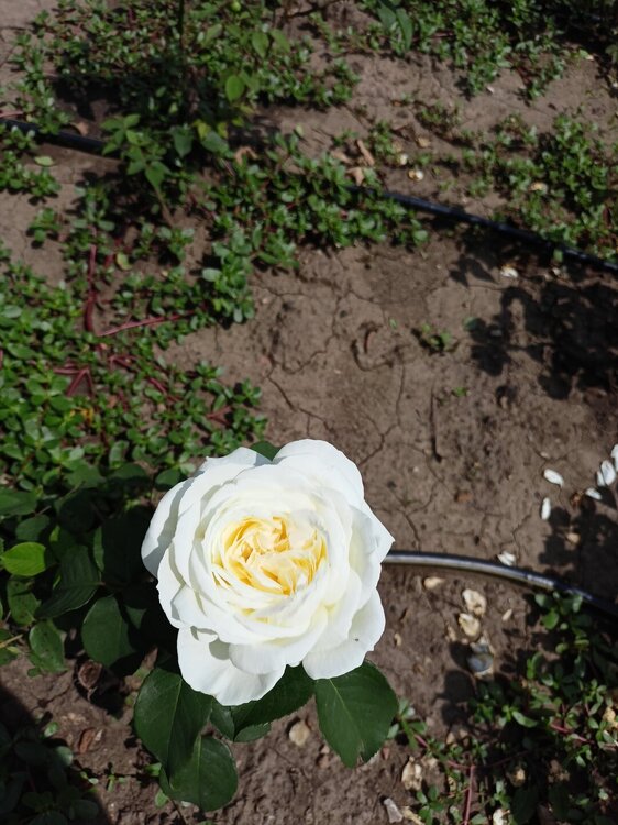 IMG20250724133600.jpg