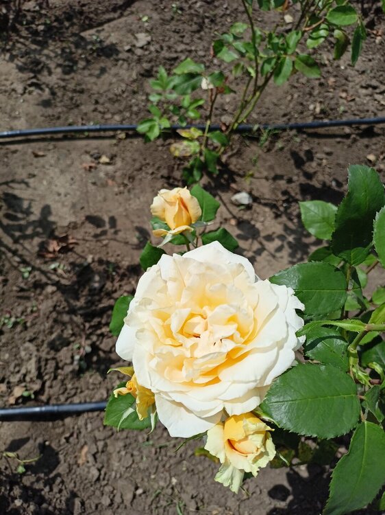 IMG20250724133625.jpg