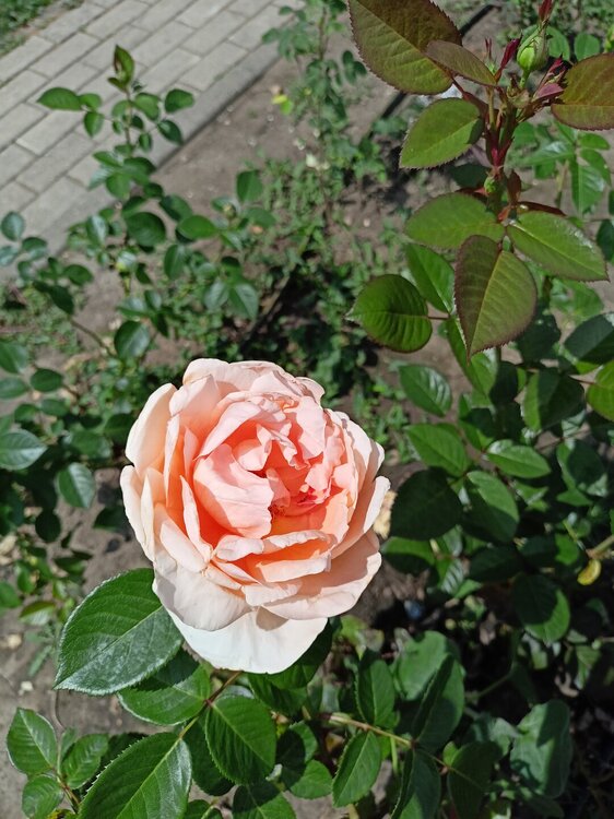IMG20250724133724.jpg