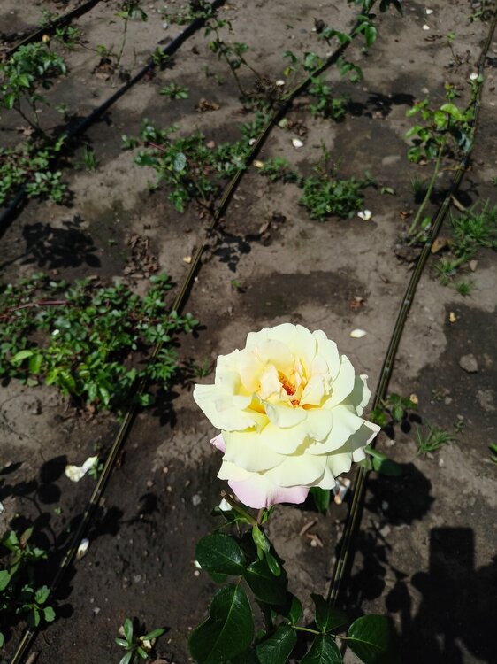 IMG20250724133849.jpg